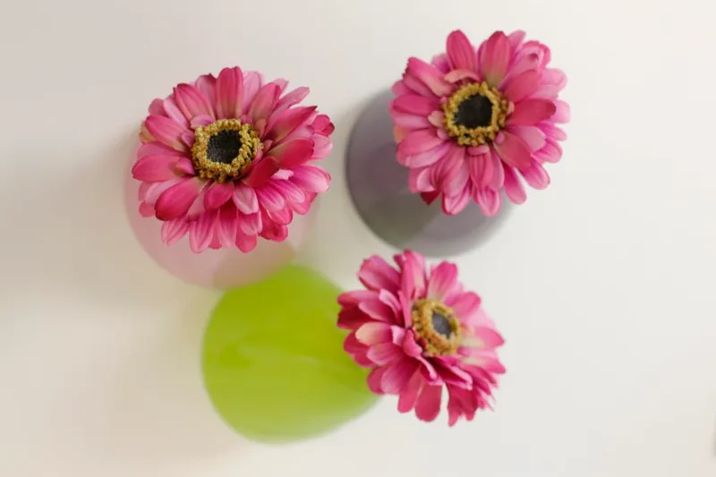 Pinkfarbene Gerbera in Vasen