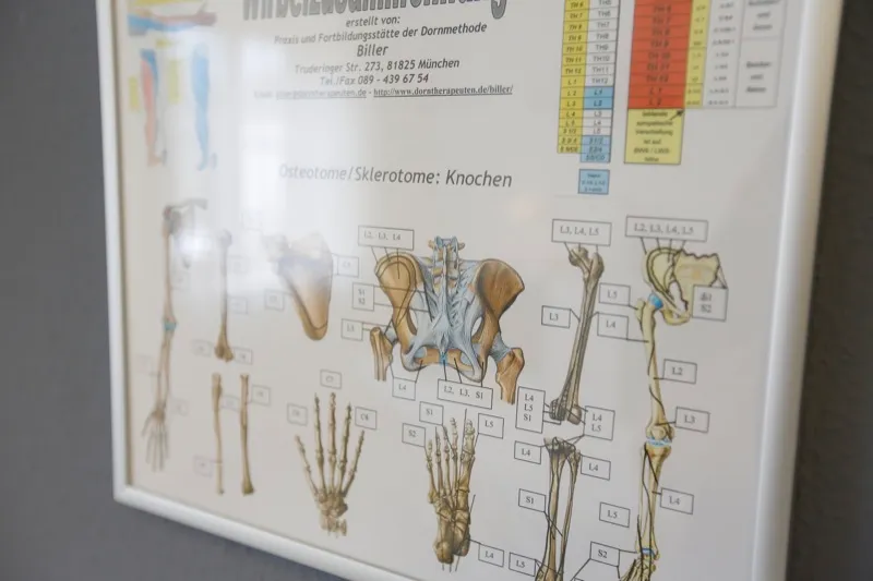 Anatomische Tafel des Skeletts an der Praxiswand